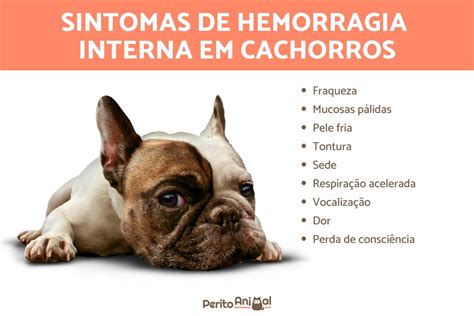 Prurido perianal em cães: sintomas, causas e tratamentos